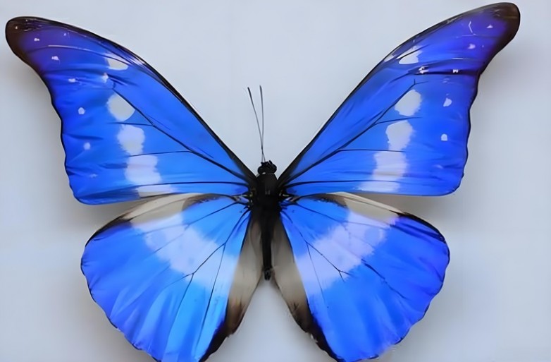 从亚马逊闪蝶翅膀读懂Reflek/固驰的&ldquo;光与热&rdquo;